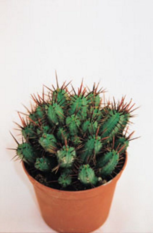 Euphorbia Pentagona.jpg